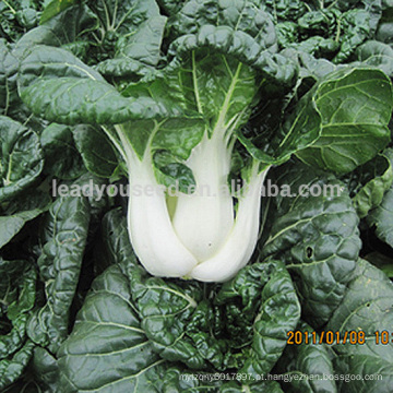 CC01 Alison cedo maturidade curto sementes de repolho chinês, sementes de hortaliças de qualidade exportação